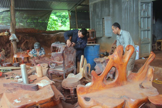 Chàng trai làm giàu từ rễ và gốc cây bỏ đi