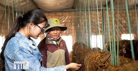 NHIỀU NGƯỜI TRẺ Ở ĐẮK LẮK KHỞI NGHIỆP VỚI NGHỀ TRỒNG NẤM RƠM SẠCH